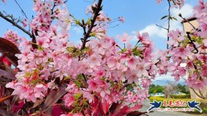 【新北市】八里風鈴木櫻花