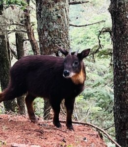 野山羊不爬山的頭像