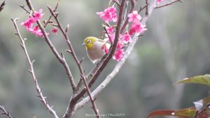 《台中》桃李爭妍｜竹坑南寮步道上竹坑山接瑞井步道O繞20250209