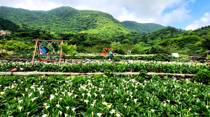 頂湖山，青楓步道，海芋環狀步道，紫明溪步道