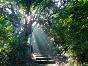 古道探訪 • 竹林小徑、百年老樹幽靜古道