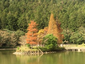 明池森林步道～～落雨松與水杉紅的迷人