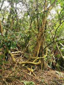 草湳-二格山-貓空圓山-貓空