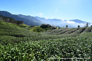 2025 D1129 :民都有山縱走西高橋山  (來回)