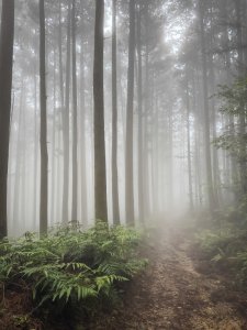 鵝公髻山-迷霧森林
