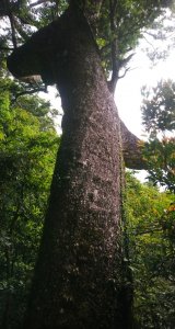 大林油杉步道～倒吊三山大O走