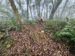 20260201雞冠山與黃麻園山(苗栗縣大湖鄉)