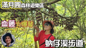 血藤大爆發，滿月圓國家森林遊樂區蚋仔溪生態步道，下車不用5分鐘，便可欣賞到滿滿的血藤，平緩好走，又近又好拍，親子皆宜。