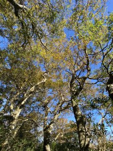 114.11.16 北得拉曼追黃金山毛櫸