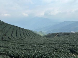 雲林華山至嘉義梅山(雲嘉五連峰)