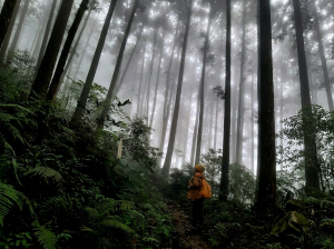 迷霧中的公雞頭｜鵝公髻山：在柳杉林裡，與芬多精的浪漫約會