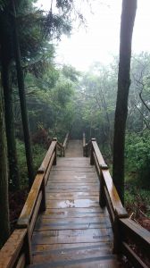 20180618 檜山巨木森林步道