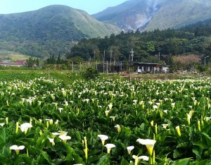 【新聞】陽明山國家公園「2019竹子湖生態之旅」活動已經開始報名囉！