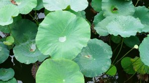 向天湖環湖步道