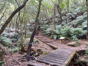 【台北士林】綠意森林芬多精。 No 8小百岳~大崙頭尾山親山步道