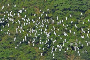 【活動】生態迷必追秋季限定「萬鷺朝鳳」秘境!