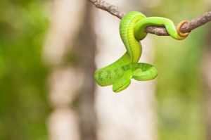 【新聞】夏季蛇出沒免驚！ 林務局防蛇手冊教你保平安