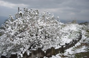 「四分尾山」賞雪趣(2016/01/24)