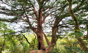 三峽五寮秘境，一睹那古老大聖神木，探險吧！阿屘尖，神木尖