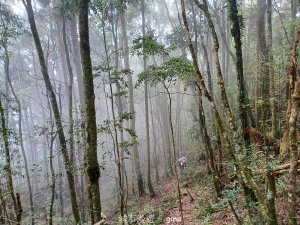 【台中和平】筆直的杉林.林相優美。 橫嶺山x沙連山P型