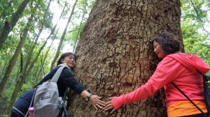 【屋我尾山】抱樹接地氣