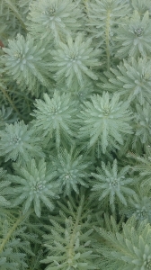 粉綠狐尾藻