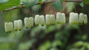 數次〖菜公坑步道〗植物賞