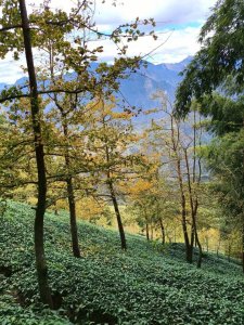 20251218溪頭鳳凰山台寅山上天文台至妖怪村買菜O繞