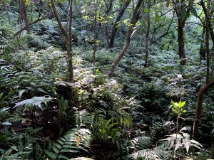 【新北貢寮】大嶺古道經外打林山上灣坑頭山 草嶺線接內寮街下