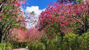 淡水北8/美人樹大道 10/3