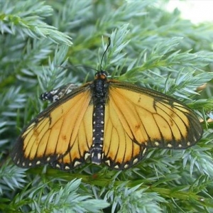 以「最」之名(昆蟲篇)