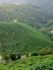 孝子路步道、大巃頂 - 2024嘉遊好步道．來嘉走走