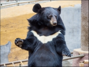【動物】動物園不是馬戲團，黑熊長期站立是異常行為