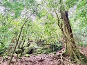 115/7/4-加里山前山隘勇線到騰龍山大石壁P型(含分遣所巡禮）