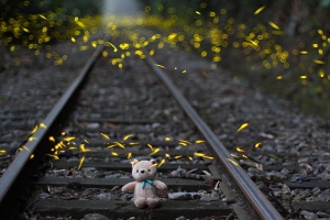 【美哉台灣】2015 鐵道。螢火蟲
