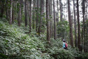 苗栗南庄-向天湖山步道