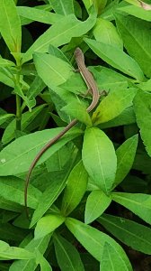 白米甕+基隆燈塔