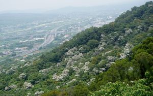 季節限定的浪漫~雙峰山頭雪花飄