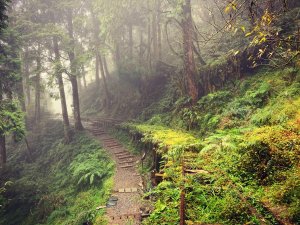 【步道尋幽】太平山見晴懷古、台灣山毛櫸