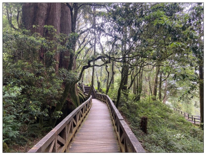 阿里山神木群棧道