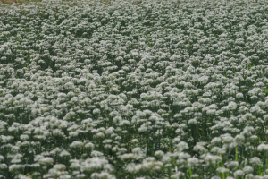 2025-09-09 大溪瑞安路一段557巷賞九月雪─大溪橋→韭菜花田→中正公園→木藝博物館→公會堂→武德殿→鳳飛飛故事館