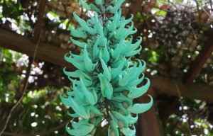 2026-04-19 雙連國小賞碧玉藤