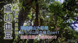 鳶山血豆,五十分山採血藤豆part1,幸運的血藤種子,順遊鳶山大彩壁