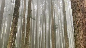 阿里山，水山步道