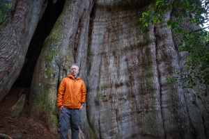【輕忽】【大安溪神木】