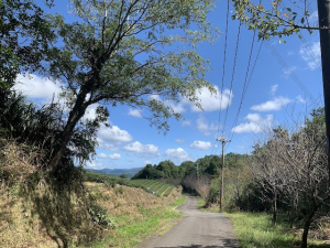 小格頭東行坪林