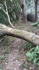 20241204_金交椅山至紅淡山清路