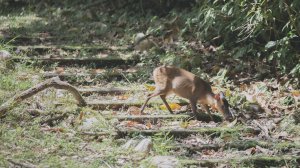 與自然相互尊重的生態樂園-福山植物園