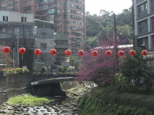 【新北市】康誥坑溪山櫻花、白雲古道