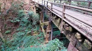 【公告】懷舊森鐵古道情-特富野古道整修封閉6月22日至明年7月